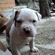 Kutya Amerikai staffordshire terrier