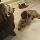 Kutya Leonberger