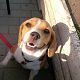 Kutya Beagle
