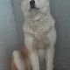 Kutya Akita inu