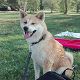 Kutya Akita inu