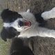 Kutya Collie