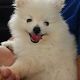 Kutya Spitz