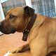 Kutya Amerikai staffordshire terrier
