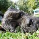 Kutya Boxer