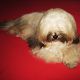 Kutya Tibeti terrier