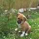 Kutya Amerikai staffordshire terrier