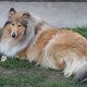 Kutya Collie