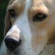 Kutya Beagle