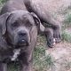Kutya Cane corso