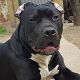 Kutya Staffordshire bullterrier