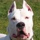 Kutya Argentin dog