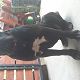 Kutya Cane corso