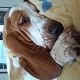 Kutya Basset hound