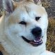 Kutya Akita inu