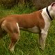 Kutya Amerikai staffordshire terrier