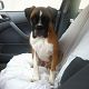 Kutya Boxer