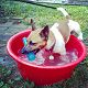 Kutya Jack Russel terrier