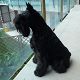 Kutya Schnauzer