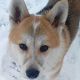 Kutya Akita inu