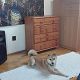 Kutya Shiba inu