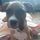 Kutya Amerikai staffordshire terrier