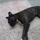 Kutya Boxer