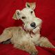 Kutya Airedale terrier