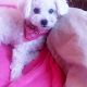 Kutya Bichon bolognese