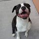 Kutya Amerikai staffordshire terrier
