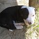 Kutya Amerikai staffordshire terrier