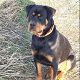 Kutya Rottweiler