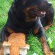 Kutya Rottweiler