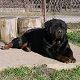 Kutya Rottweiler