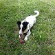Kutya Jack Russel terrier