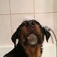Kutya Rottweiler