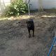 Kutya Rottweiler