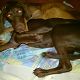 Kutya Német vizsla