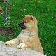 Kutya Shiba inu