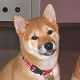 Kutya Shiba inu
