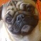 Kutya Mops