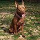 Kutya Pitbull terrier