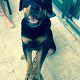 Kutya Rottweiler