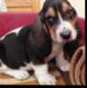 Kutya Basset hound
