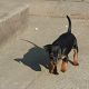 Kutya Pinscher