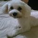 Kutya Bichon bolognese