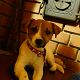 Kutya Jack Russel terrier