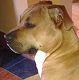 Kutya Amerikai staffordshire terrier