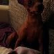 Kutya Pinscher