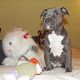 Kutya Amerikai staffordshire terrier